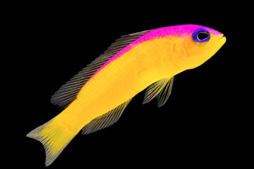 picture of Diadema Pseudochromis Sml                                                                            Pseudochromis diadema