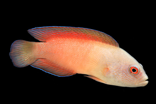 picture of Elongate Pseudochromis Med                                                                           Pseudochromis elongatus