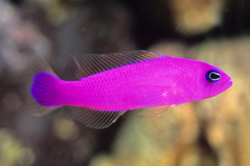 picture of Purple Pseudochromis Sml                                                                             Pictichromis porphyrea