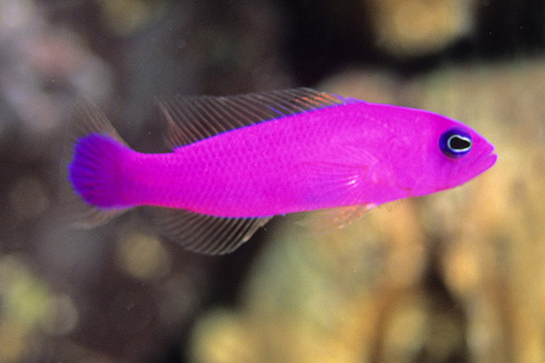 picture of Purple Pseudochromis Lrg                                                                             Pictichromis porphyrea