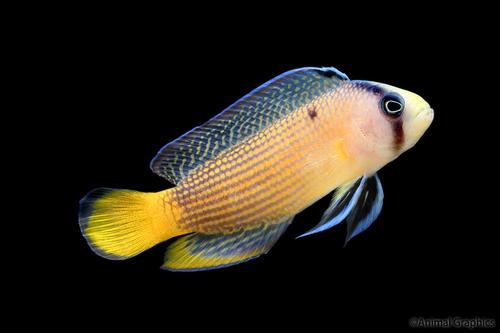 picture of Splendid Pseudochromis Med                                                                           Manonichthys splendens