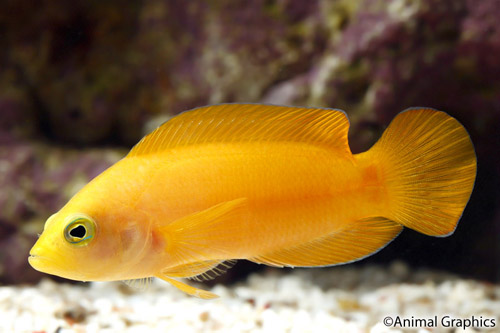 picture of Yellow Pseudochromis Med                                                                             Pseudochromis fuscus