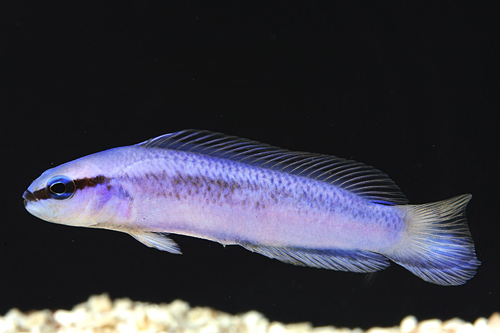 picture of Indigo Pseudochromis Tank Raised Sml                                                                 Pseudochromis fridmani x Pseudochromis sankeyi