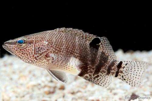 picture of Belted Sandfish Sml                                                                                  Serranus subligarius