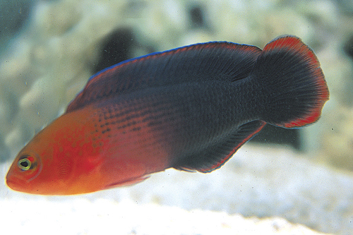picture of Red Royal Head Basslet Sml                                                                           Pseudochromis steenei
