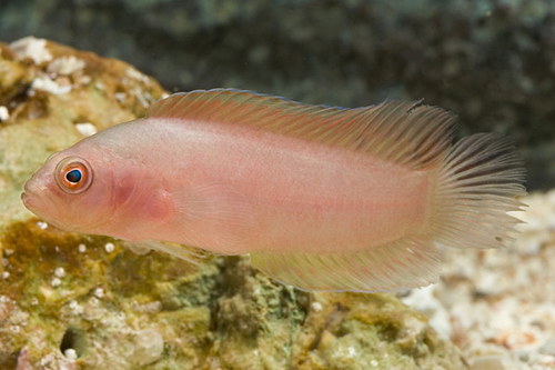 picture of Assorted Basslet Bali Med                                                                            Pseudochromis sp.