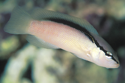 picture of Brown Banded Dottyback Med                                                                           Pseudochromis perspicillatus