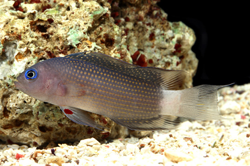 picture of Whitetail Dottyback Sml                                                                              Pseudochromis polynemus