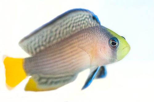 picture of Splendid Pseudochromis Tank Raised Sml                                                               Manonichthys splendens