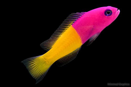 picture of Royal Rainbow Dottyback Sml                                                                          Pseudochromis splendens