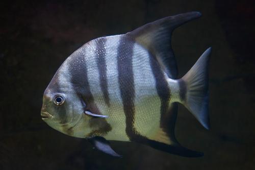 picture of Spadefish Sml                                                                                        Chaetodipterus faber
