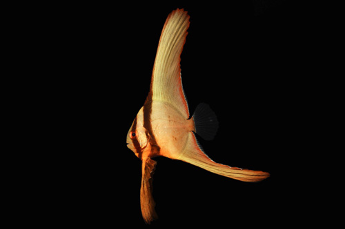 picture of Teira Batfish Lrg                                                                                    Platax teira