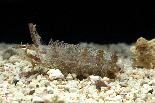 picture of Horned Blenny Sml                                                                                    Hypsoblennius exstochilus