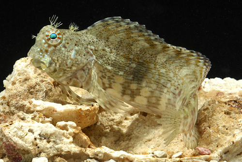 picture of Lawn Mower Blenny Sml                                                                                Salarias fasciatus
