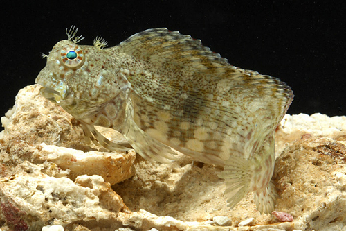 picture of Lawn Mower Blenny Med                                                                                Salarias fasciatus