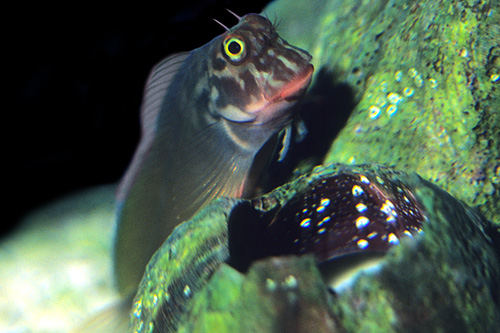picture of Red Lip Blenny Lrg                                                                                   Ophioblennius atlanticus