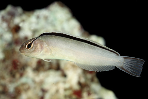 picture of Smith's Blenny Sml                                                                                   Meiacanthus smithi
