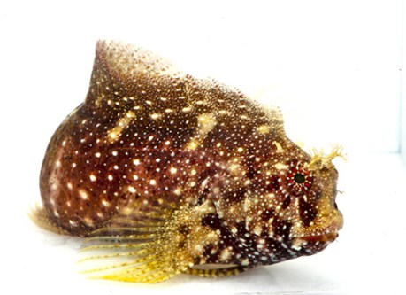 picture of Starry Blenny Med                                                                                    Salarias ramosus