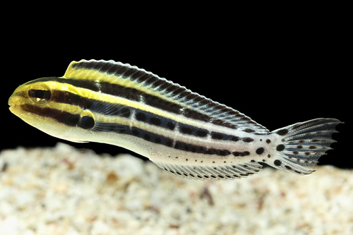 picture of Grammistes Blenny Sml                                                                                Meiacanthus grammistes