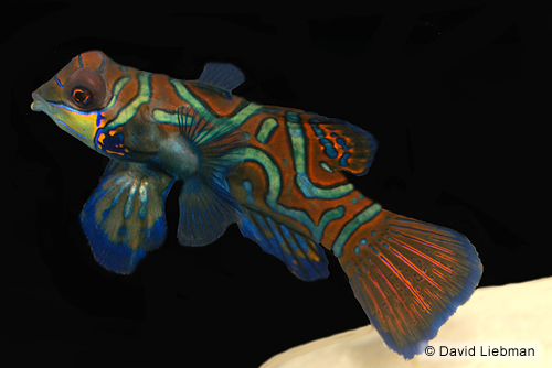 picture of Green Mandarinfish Med                                                                               Synchiropus splendidus