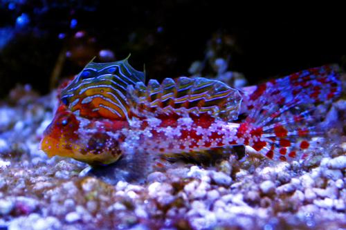picture of Red Scooter Blenny Sml                                                                               Synchiropus stellatus