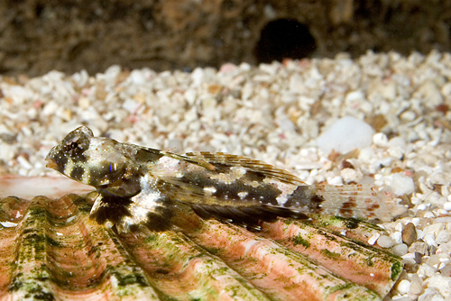 picture of Scooter Blenny Med                                                                                   Synchiropus ocellatus
