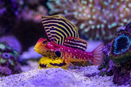 picture of Ruby Red Dragonet Med                                                                                Synchiropus sycorax