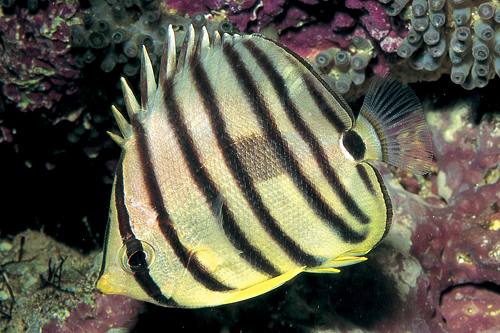 picture of Eight Line Butterfly Sml                                                                             Chaetodon octofasciatus