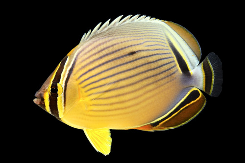 picture of Melon Butterfly Lrg                                                                                  Chaetodon trifasciatus