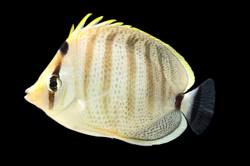 picture of Pebbled Butterfly Lrg                                                                                Chaetodon multicinctus