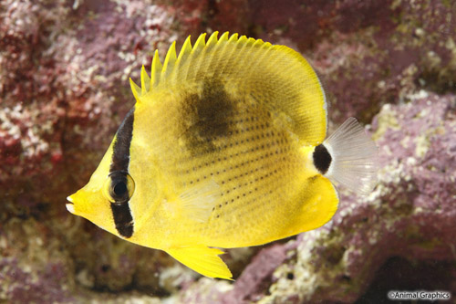 picture of Semeion Butterfly Med                                                                                Chaetodon semeion