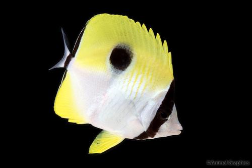 picture of Teardrop Butterfly Lrg                                                                               Chaetodon unimaculatus