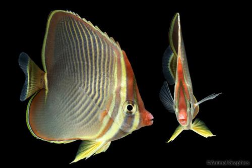 picture of Triangle Butterfly Lrg                                                                               Chaetodon triangulum