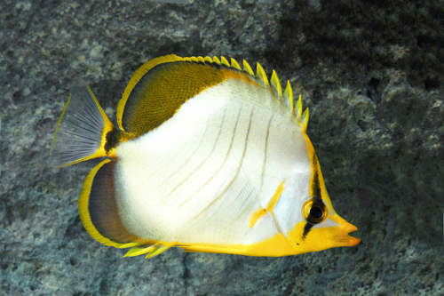 picture of Yellow Head Butterfly Sml                                                                            Chaetodon xanthocephalus