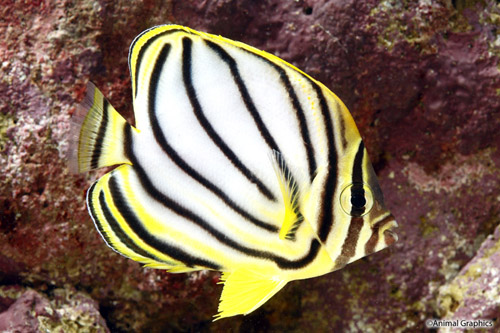 picture of Meyer's Butterfly Sml                                                                                Chaetodon meyeri