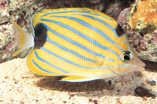 picture of Blue Striped Butterfly Lrg                                                                           Chaetodon fremblii
