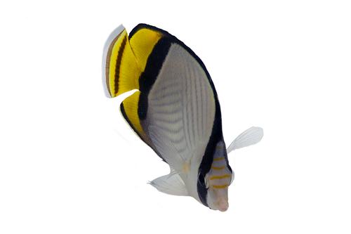 picture of Horseshoe Butterflyfish Red Sea Med                                                                  Chaetodon pictus