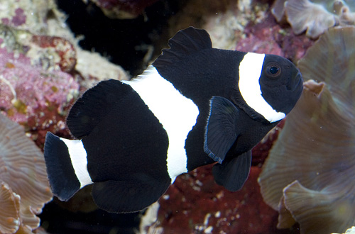 picture of Black Percula Clownfish Sml                                                                          Amphiprion sp.