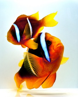 picture of Blue Stripe Clownfish Med                                                                            Amphiprion chrysopterus