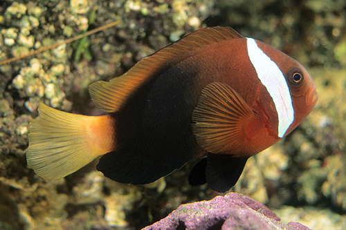 picture of Cinnamon Clownfish Sml                                                                               Amphiprion melanopus