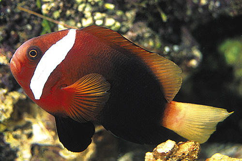 picture of Cinnamon Clownfish Lrg                                                                               Amphiprion melanopus