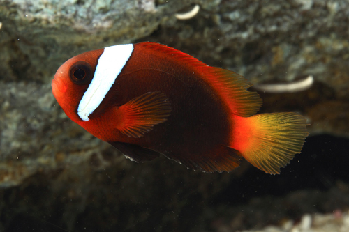 picture of Cinnamon Clownfish Tank Raised Med                                                                   Amphiprion melanopus