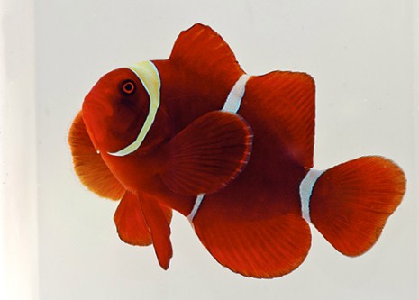 picture of Gold Stripe Maroon Clownfish Sml                                                                     Premnas biaculeatus