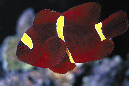 picture of Gold Stripe Maroon Clownfish Lrg                                                                     Premnas biaculeatus