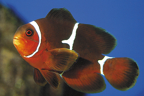 picture of Maroon Clownfish Sml                                                                                 Premnas biaculeatus