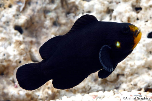 picture of Midnight Ocellaris Clownfish Tank Raised Med                                                         Amphiprion ocellaris 'Midnight'