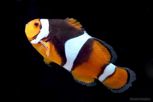 picture of Misbar Onyx Percula Clownfish Tank Raised Med                                                        Amphiprion percula