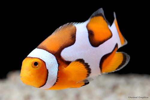 picture of Picasso Clownfish Tank Raised Med                                                                    Amphiprion percula