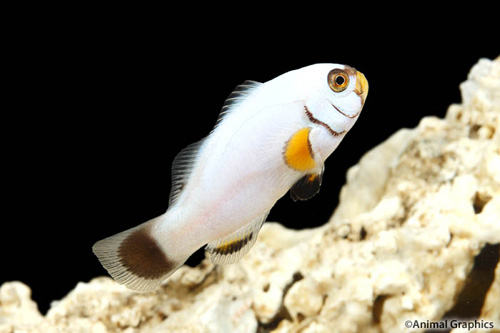picture of Platinum Percula Clownfish Tank Raised Med                                                           Amphiprion percula