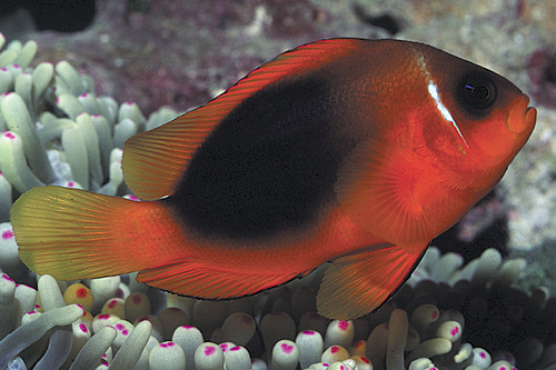 picture of Red Saddle Back Clownfish Sml                                                                        Amphiprion ephippium